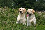LABRADOR 1242